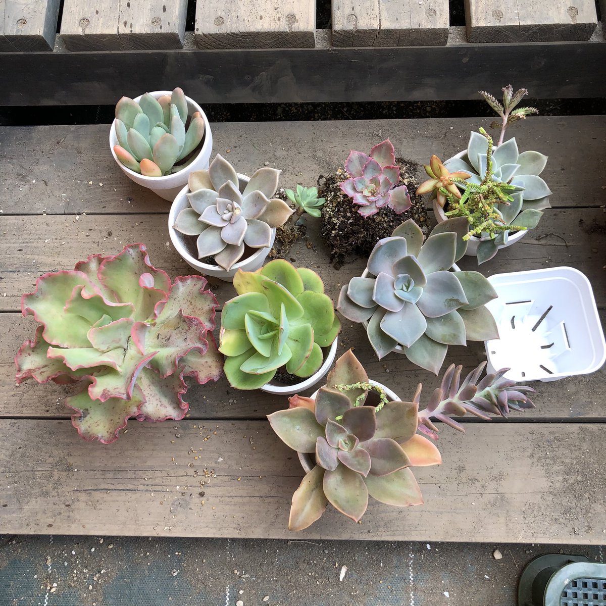 Meltyworks 多肉植物専門店 على تويتر こんにちは うちの玄関先を彩ってくれてたコたち カット苗 ですが 欲しい方いらっしゃいますか ずっと雨晒しでしたので 形は悪いし もしかしたら育たないかもしれません プレゼント企画 プレゼントキャンペーン Meltyworks 多肉植物専門店 على تويتر こんにちは うちの玄関先を彩ってくれてたコたち カット苗 ですが 欲しい方いらっしゃいますか ずっと雨晒しでしたので 形は悪いし もしかしたら育たないかもしれません プレゼント企画 プレゼントキャンペーン