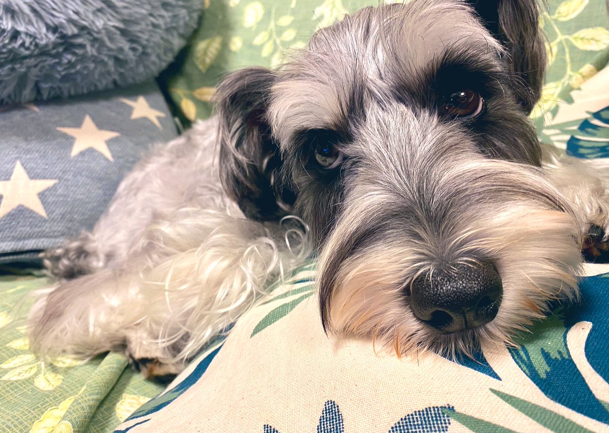 くそ〜
スペ許可降りなかった〜笑
リモート会議と被りました。
また機会があれば(@'ω'@)

今日のチャキちゃんはちょっと暇そう🐶🐶
あとでお散歩行こうね〜😊😊❤️ 