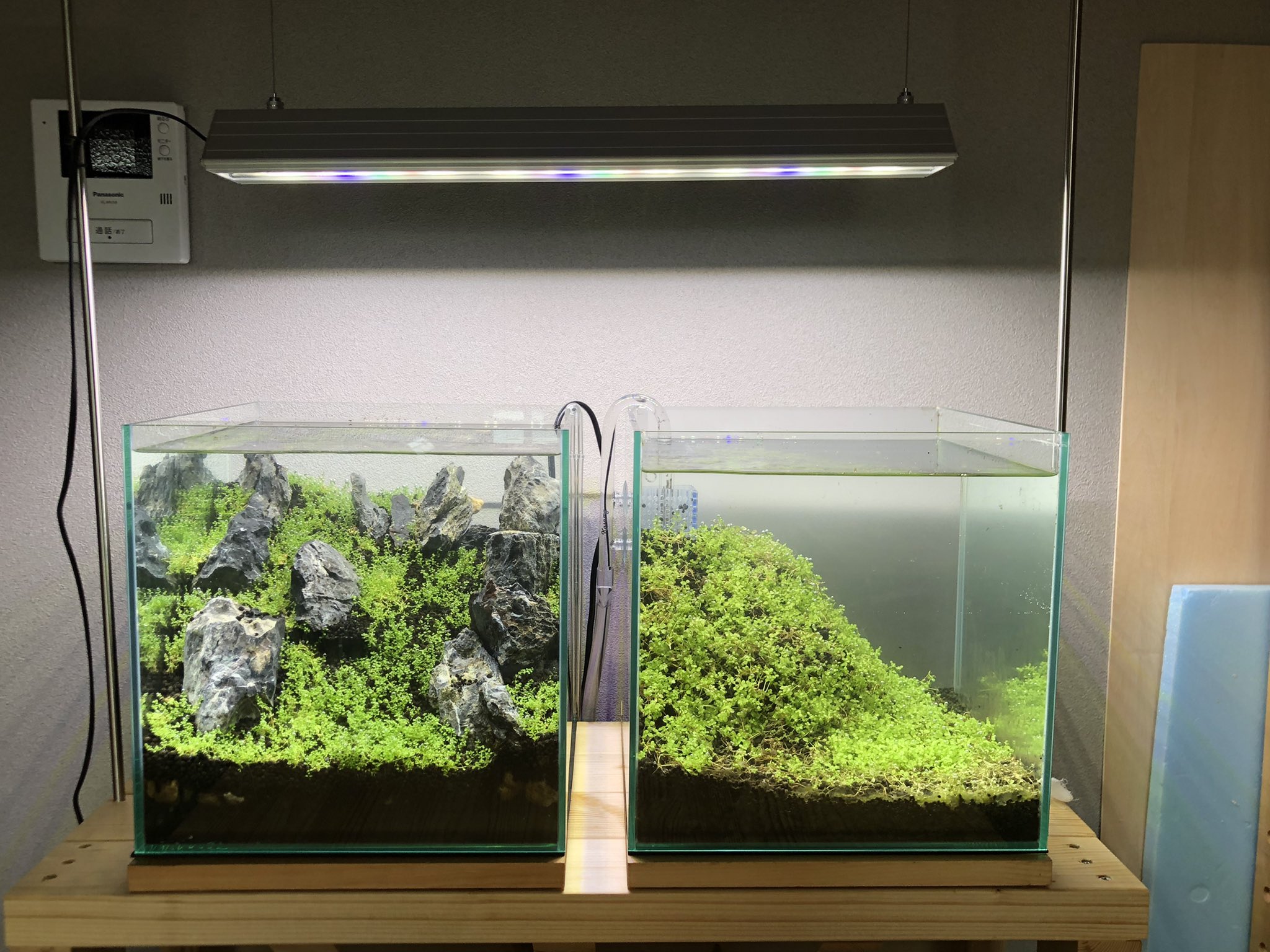 水草くさお 30cmキューブたち キューバパールグラスとニューラージパールグラス 注水完了 ミスト式って言っても やっぱり注水するとソイルが雪崩れてしまった ともあれ Co2の分岐も出来たしやっとこれで水景眺めれる T Co Dh4fbghb0s