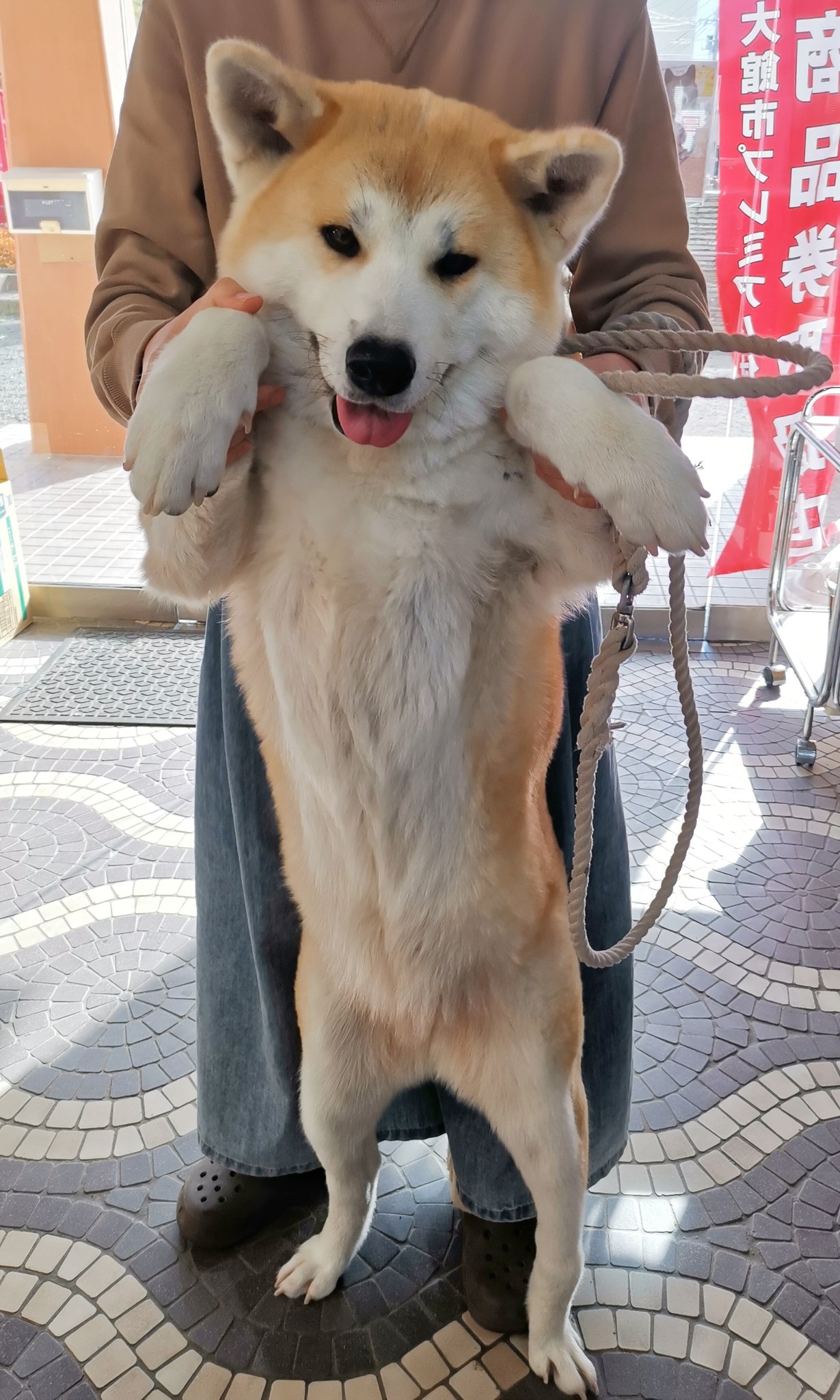 Twitter 上的 あきほ 秋田犬会館 成犬のメスで25 35キロ 成犬のオスで30 40キロくらいにはなります 個体差があるので小さい子もいます 4枚目のくろべえと銀ちゃんは小柄なので小さいですがそれでもキロは超えてます T Co Unweunpltn Twitter