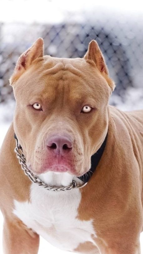 thewiselady22's tweet photo. @moutus84 @NMLockdownsUK Here's my Passport!!! Come & get me! Say hello to my little friend!!! His name is #Frightning!!! https://t.co/dCwtYhdfnG