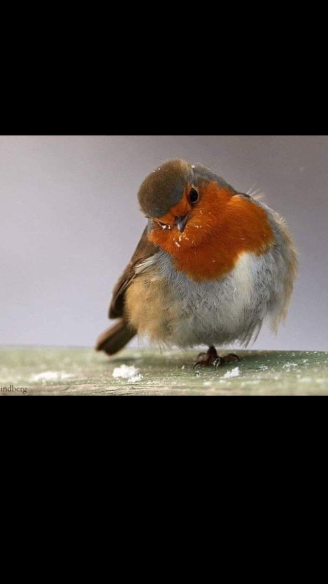 “..Kanatlarını Kırdığın Bir Kuşa
Gökyüzünü Bağışlamak Acısını Çoğaltır Sadece…
Oysa Yarasını Sardığın, Kafeste Bile Mutlu Olur Seninle...”