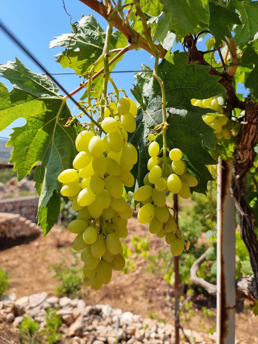 من دون أي استخدامات كيميائية على العنب، المشكلة الوحيدة التي نواجهها هي الطيور. ومع غلاء أسعار الشبك سنلجأ الى نشر كمية من 
السي دي القديمة على كامل العريش.
نحن طبعا لا نقتل الطيور، لأنها التي تحمينا من الكيميائيات وأضرارها