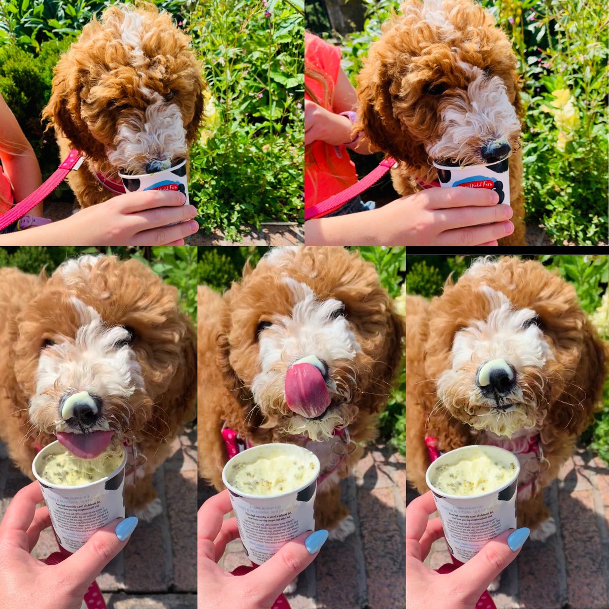 @TelfordWrekin @GreatDawley @LoveWellington1 @OakengatesTC @MadeleyTC @CllrShirleyR @Rich4StGeorges @Cllrldcarter @CllrShaunDavies @David_Sidaway1 @CarolynHealy We had a great time in Ironbridge yesterday, lovely ice cream (doggy version too!), great entertainment and wonderful sunshine! Thanks to everyone for putting on such a great event. 😊