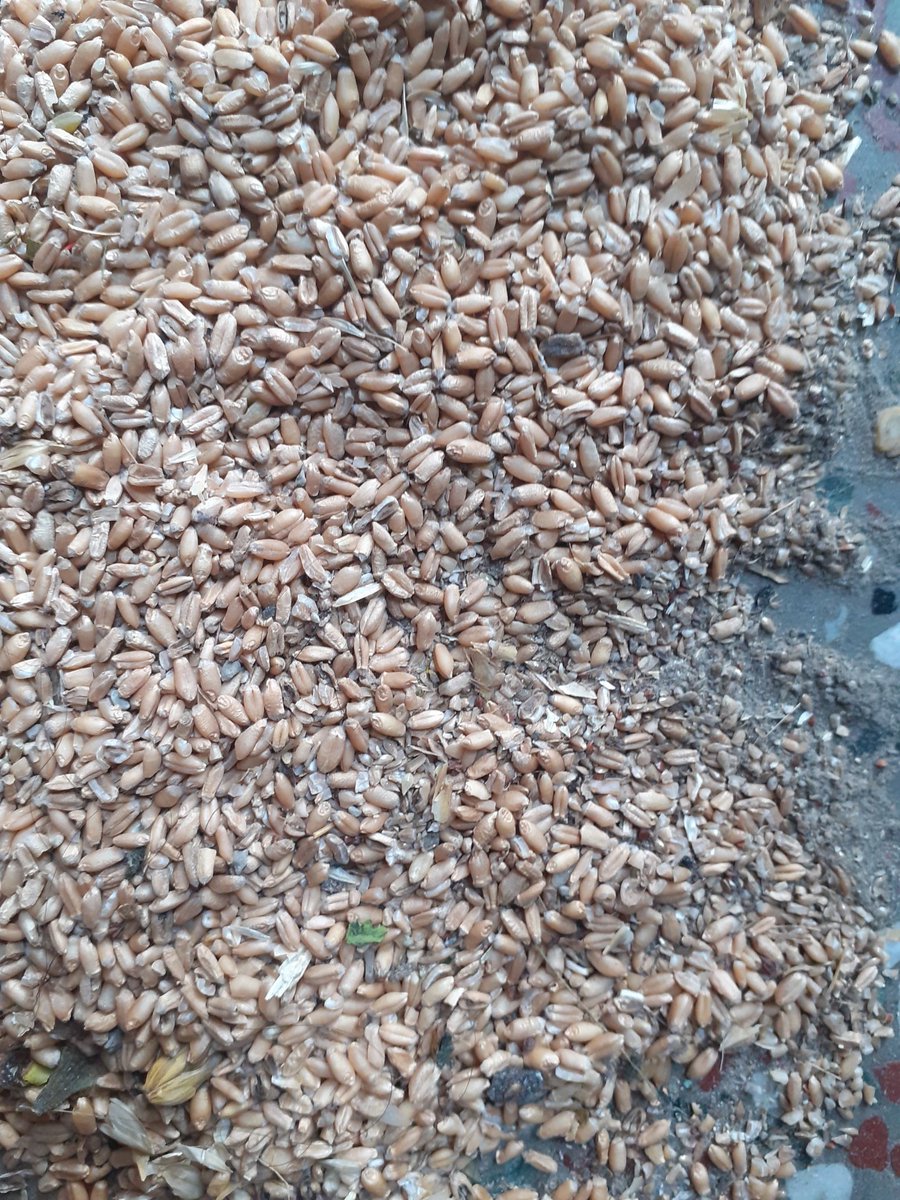 <a href="/CMODelhi/">CMO Delhi</a> <a href="/ArvindKejriwal/">Arvind Kejriwal</a> This is  free distribution of food grain by Delhi government ,it's kind of joke with poor people ??