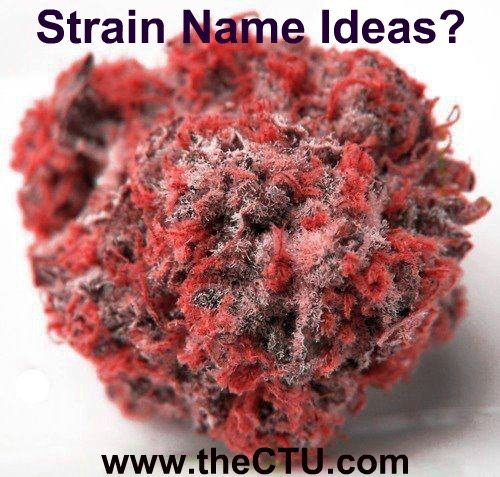 CannabisTrainU's tweet photo. Happy Fourth of July Weekend 🇺🇸 Patriotic strain name ideas? 

#strainname #strains #straingame #namethatstrain #fourthofjuly #independenceday #freedom #patriotic #dispensary #cannabis #marijuana #weed #dank #stoer #stonernation https://t.co/jO7mcVPBi0