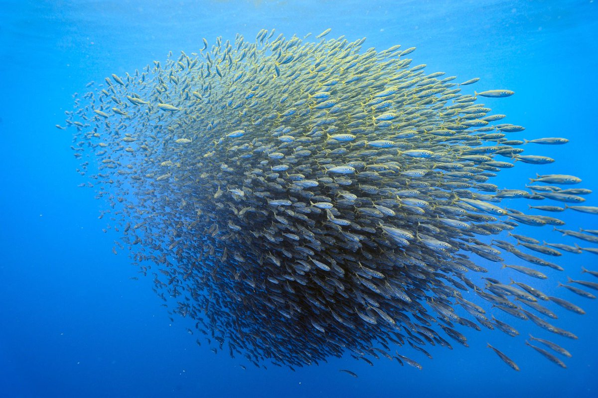 Seaspiracy - An Australian perspective

Is there really no such thing as sustainable fishing? And should we really never eat fish again?

We chat to Prof Iain Suthers, the University of New South Wales in Sydney.

Listen in whereever you get your podcasts

#Seaspiracy