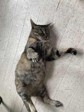 名前を呼ぶと返事してくれます?
兵庫県 ♀ 生後10才 の"おさちゃん"ちゃんです。
 #猫 #ネコ #里親 #里親募集 #兵庫県 #拡散希望 
詳細：neko-jirushi.com/foster/159228/
写真：