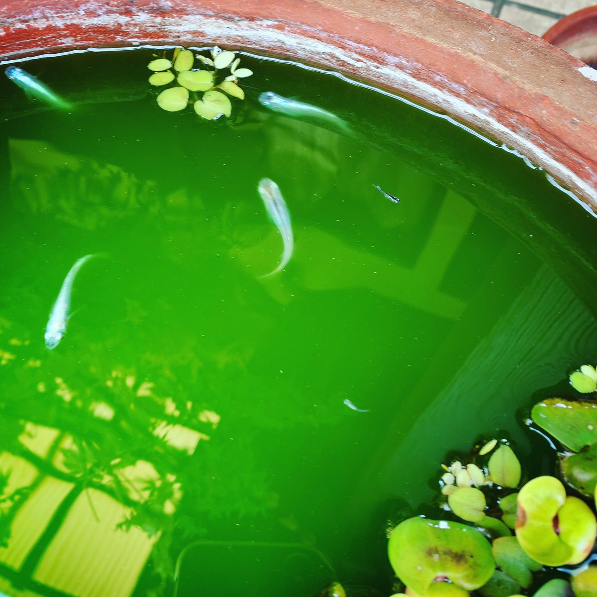 Avainsana 青水 Twitterissa