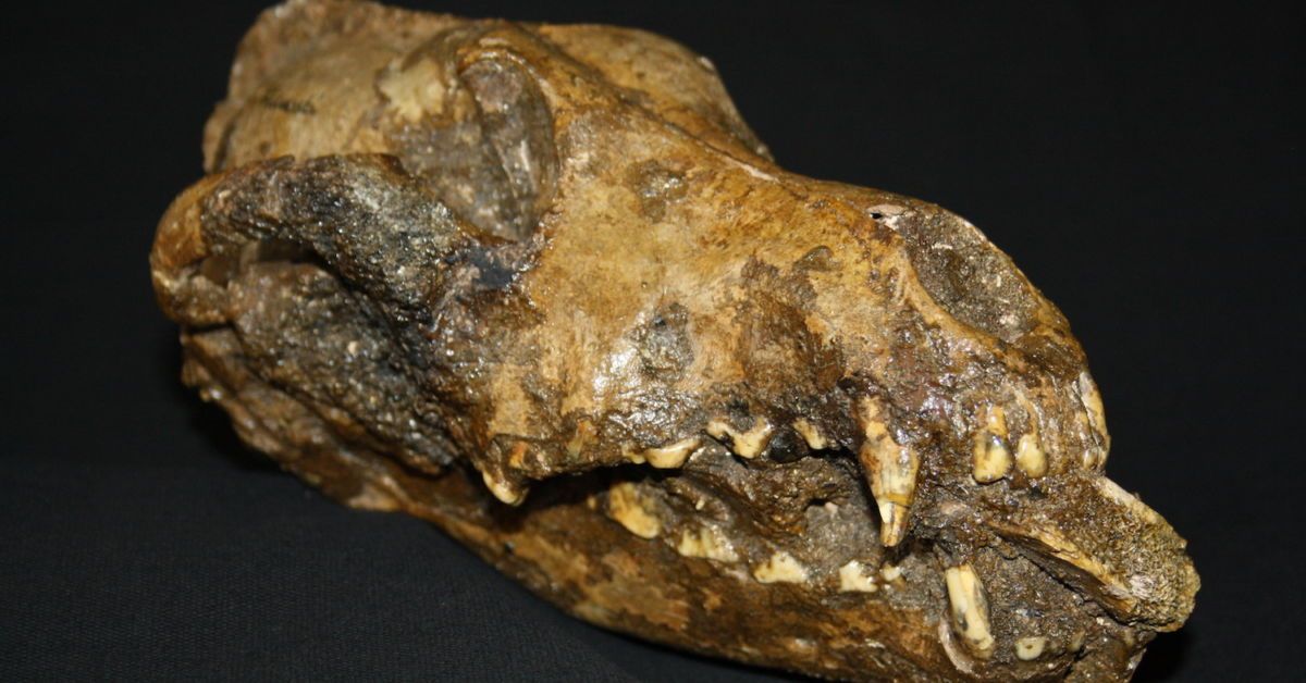 tac_org's tweet photo. The Macabre and Magical Human-Canine Story: Researchers explore how wolves and domestic dogs have been humanity’s predator, prey, and partner for thousands of years.

https://t.co/pVGbSPW5VC

#Archaeology #AnimalDomestication #Dogs https://t.co/jLCRCO5C5q