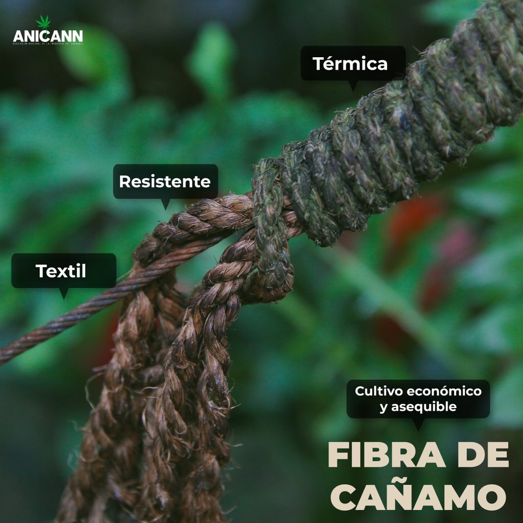 anicannmx's tweet photo. Con el cáñamo 🌱 podemos obtener productos como materiales de construcción, fibras textiles de mayor duración y ecológicas, sustitutos de plástico y hasta más de 25 mil usos. ☝️

📩 No te pierdas de ninguna noticia, suscríbete a nuestro Newsletter semanal https://t.co/N73s8hWPN9