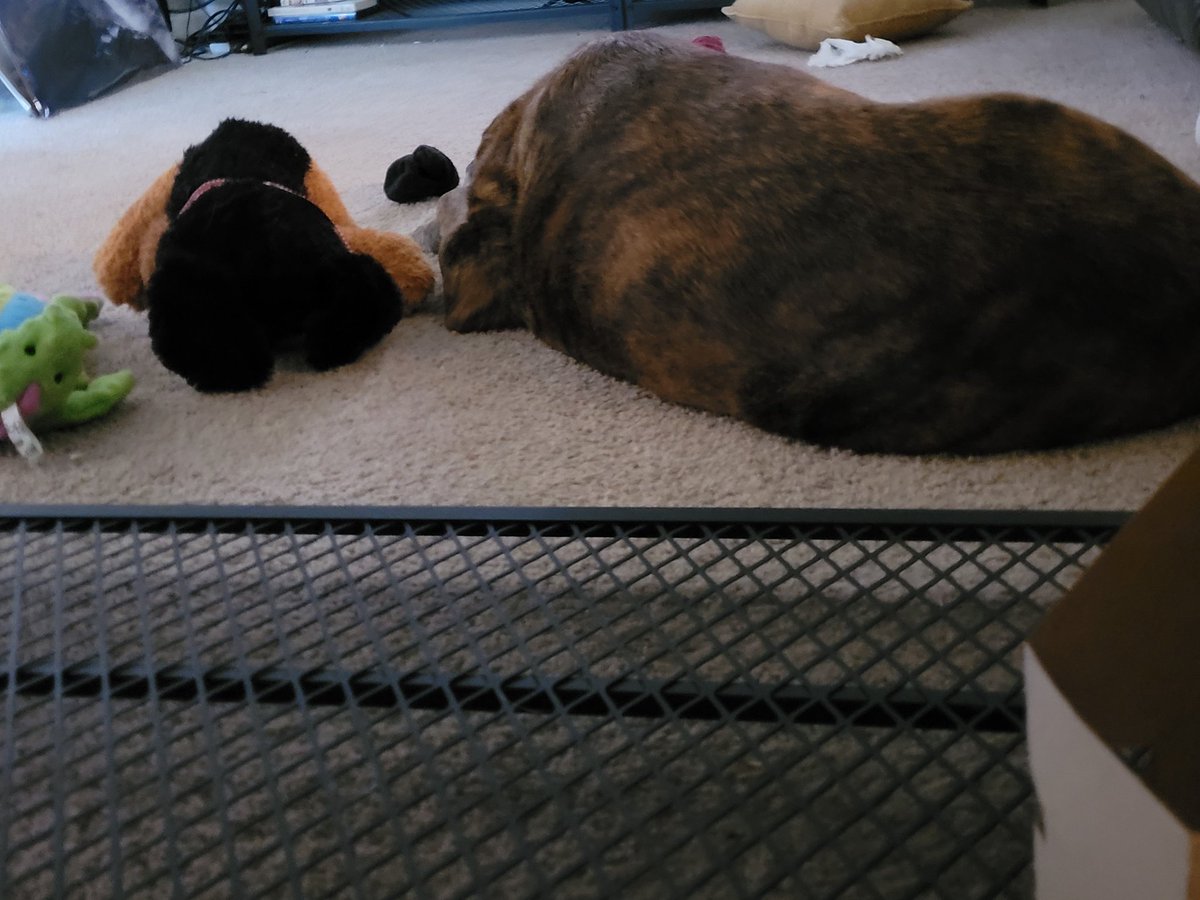 CraftyGrump's tweet photo. Frank got scared by the #thunder outside and decided to slide up next to me #onthecouch. While Tiger doesn't even care as he lays with his gathered toys. #dogs #stormyweather https://t.co/O62Xv8v1Lm