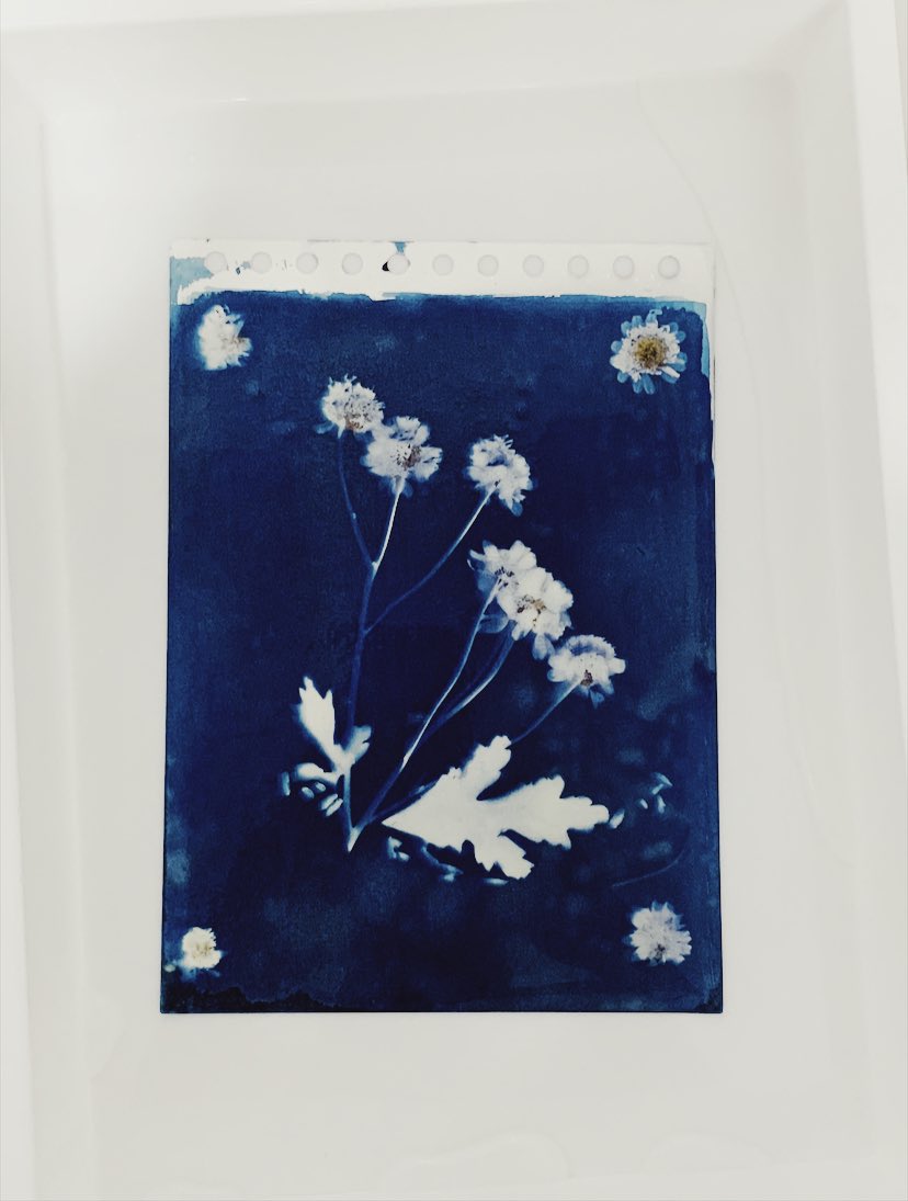 fruitcakestudio's tweet photo. learning to love the process of #cyanotype development https://t.co/NBzTI5sJ5i