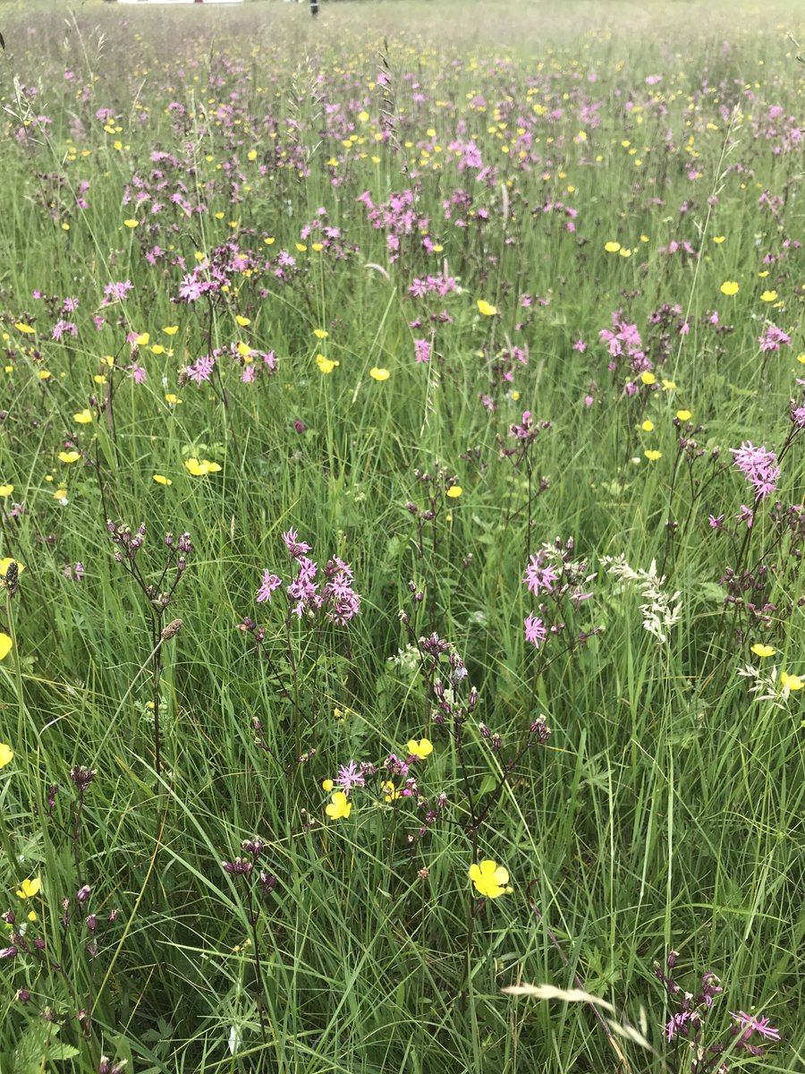 Meadow Lough Ree callows…. #nationalmeadowday #raggedrobin #shannoncallows