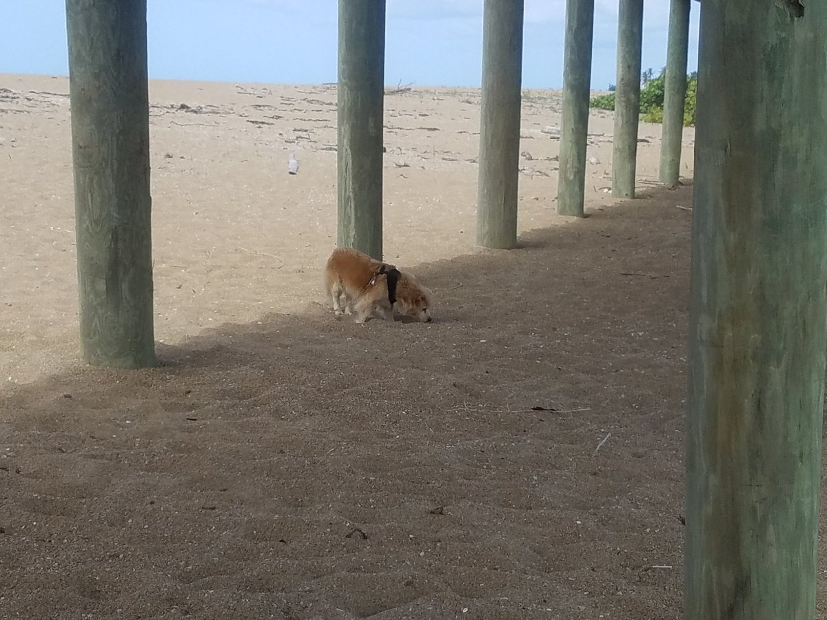 purple_tem's tweet photo. I went out side saw a dog https://t.co/uyWiUwAjms