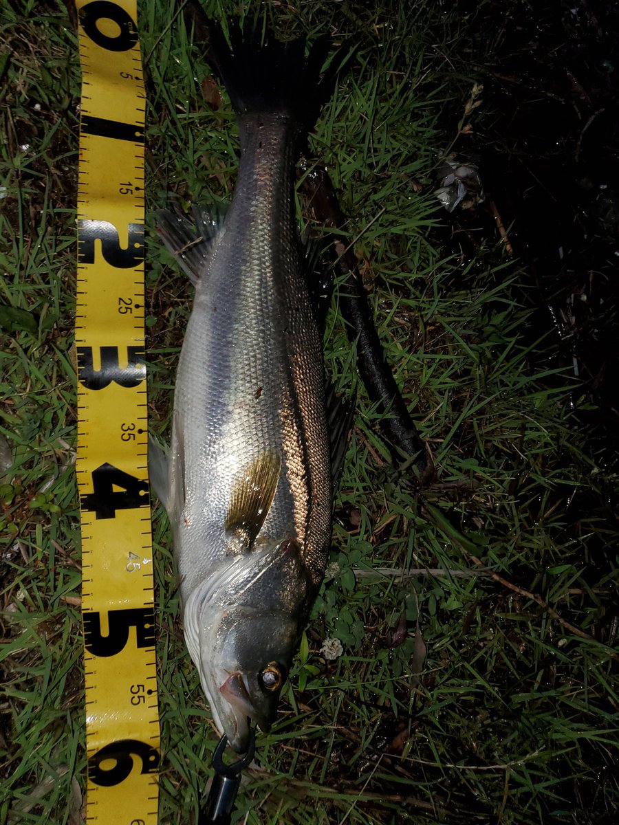 Boller K パンチラインの村岡さんカラーで62cm あと 安定のボラ チヌ キビレ 釣り スズキ 村岡昌憲 Apia パンチライン シンペン ルアー 釣り好きな人と繋がりたい