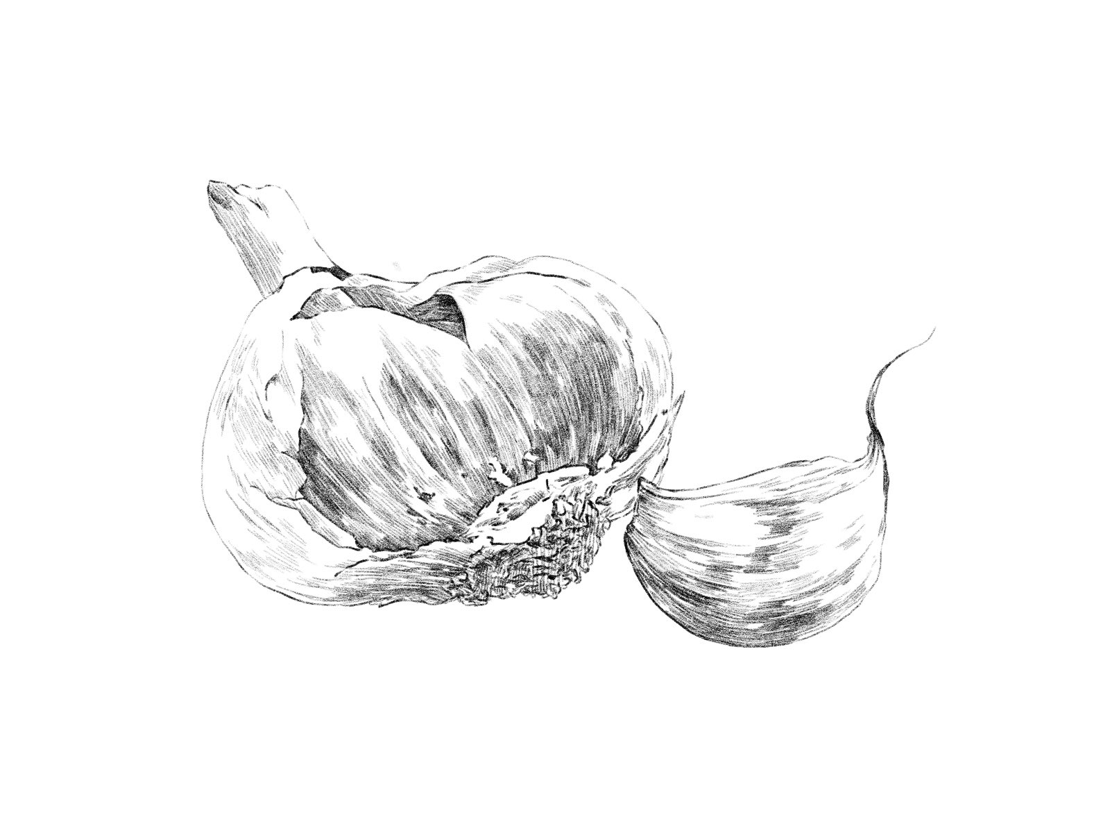 えんぴつ イラストacにて無料販売中 えんぴつ フリー 鉛筆画 で検索 素材集 イラスト えんぴつ画 フリー素材イラスト イラストac Imagematerial Freeimages Freeillustration Illustac ニンニク Garlic T Co Cu24oxqzmw Twitter