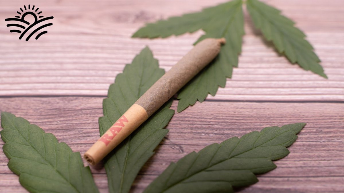 NewHopeCBD's tweet photo. A pre roll a day, keeps the doctor away. Grab one for yourself — link in bio 🌱💨
#prerolls #smokeables #lifter #hawaiianhaze #suver #gasmonkey #sourspacecandy #cbdfower #cbd #relaxandchill #anxiety #handrolling #handmadeprerolls #cbdpreroll #newhopecbd #howmaywehempyou https://t.co/mAt4uMfXGd