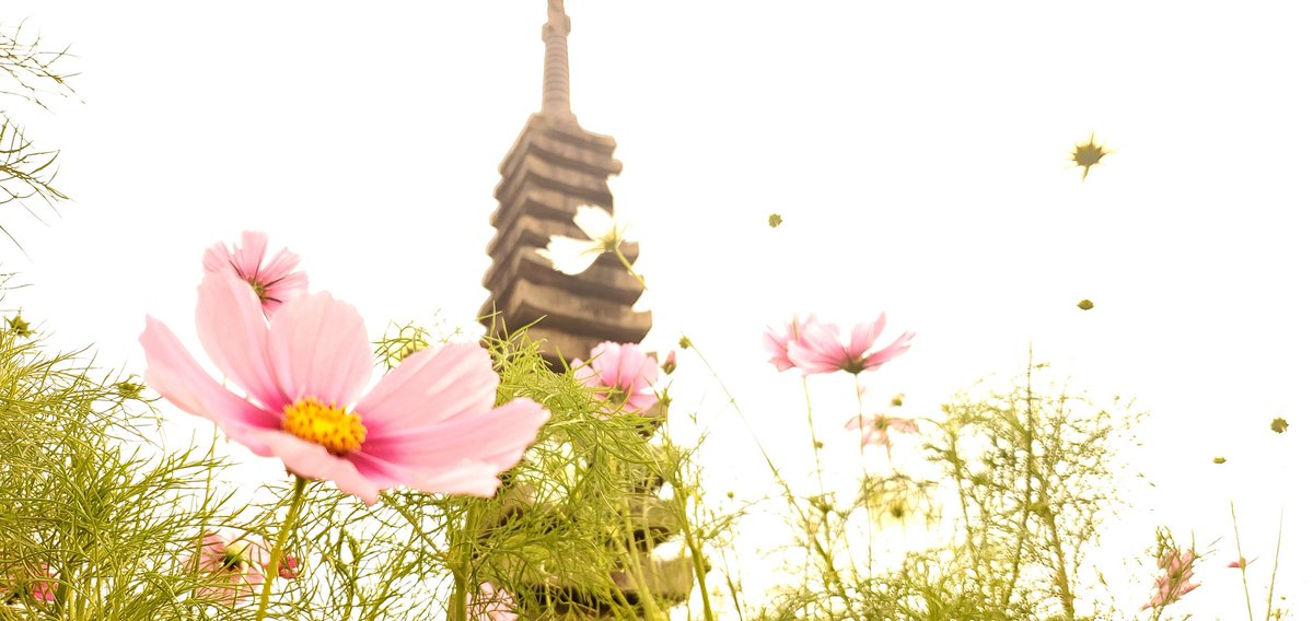maesun09Photo's tweet photo. 奈良/般若寺

#写真撮ってる人と繋がりたい 
#写真好きな人と繫がりたい 
#GALAXYS10 https://t.co/5P8TzCGwuw