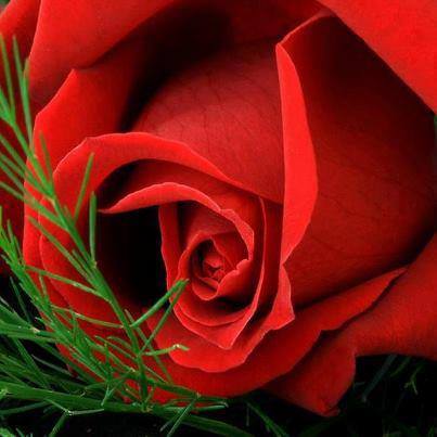 розы фон. 6 алые розы. цветы розы красные. красные розы. роскошный букет.