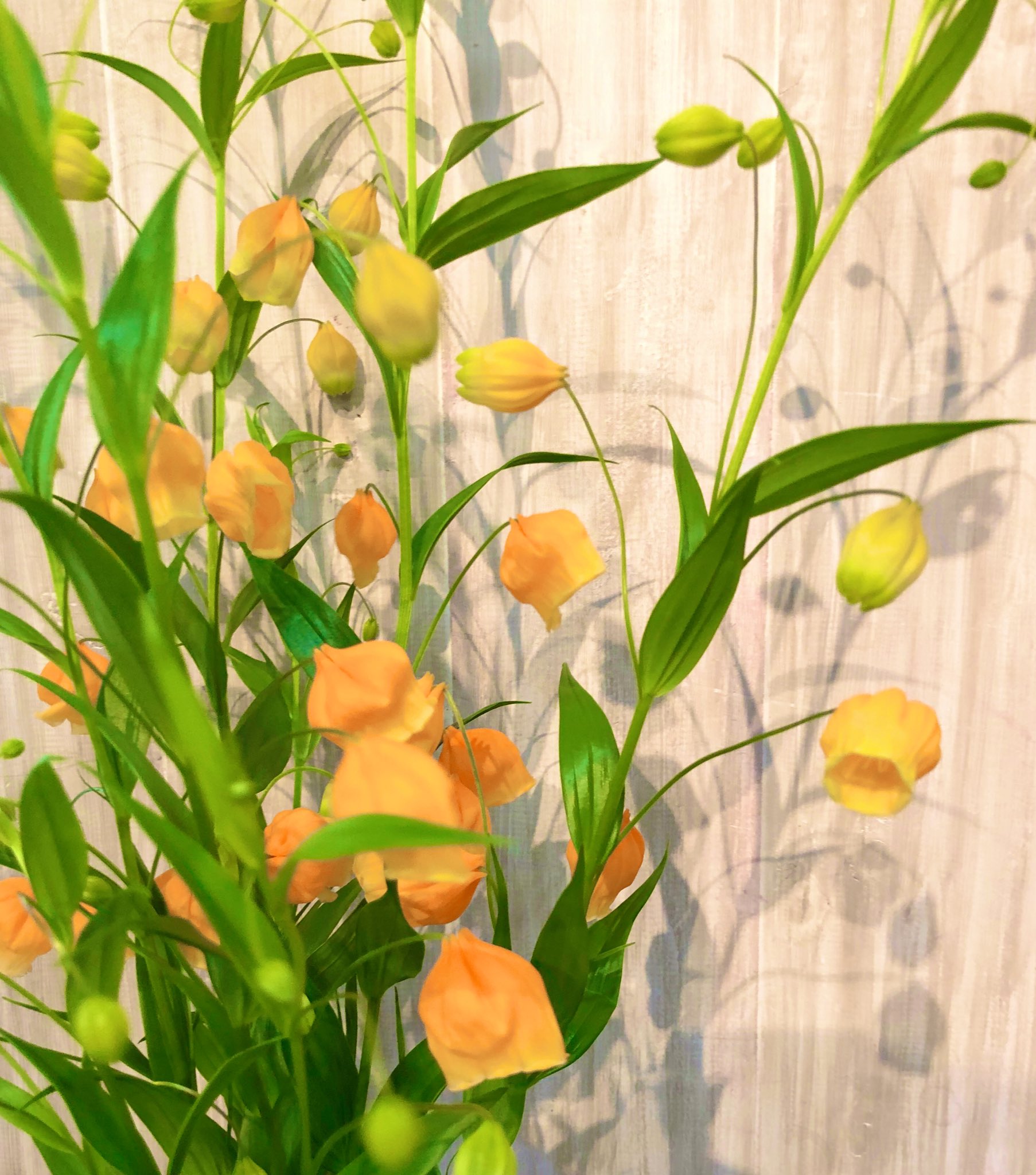 花の画像 Twitter Search Twitter