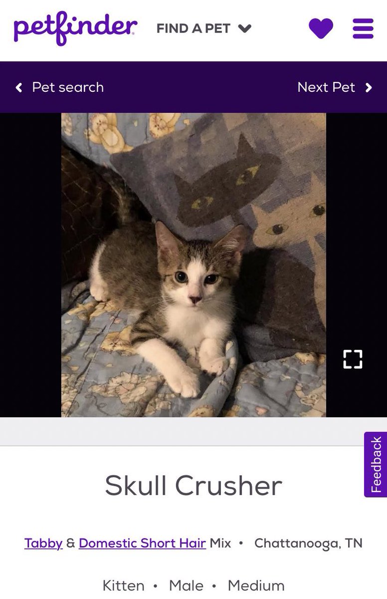 petfinder names (@petfindernames) on Twitter photo 