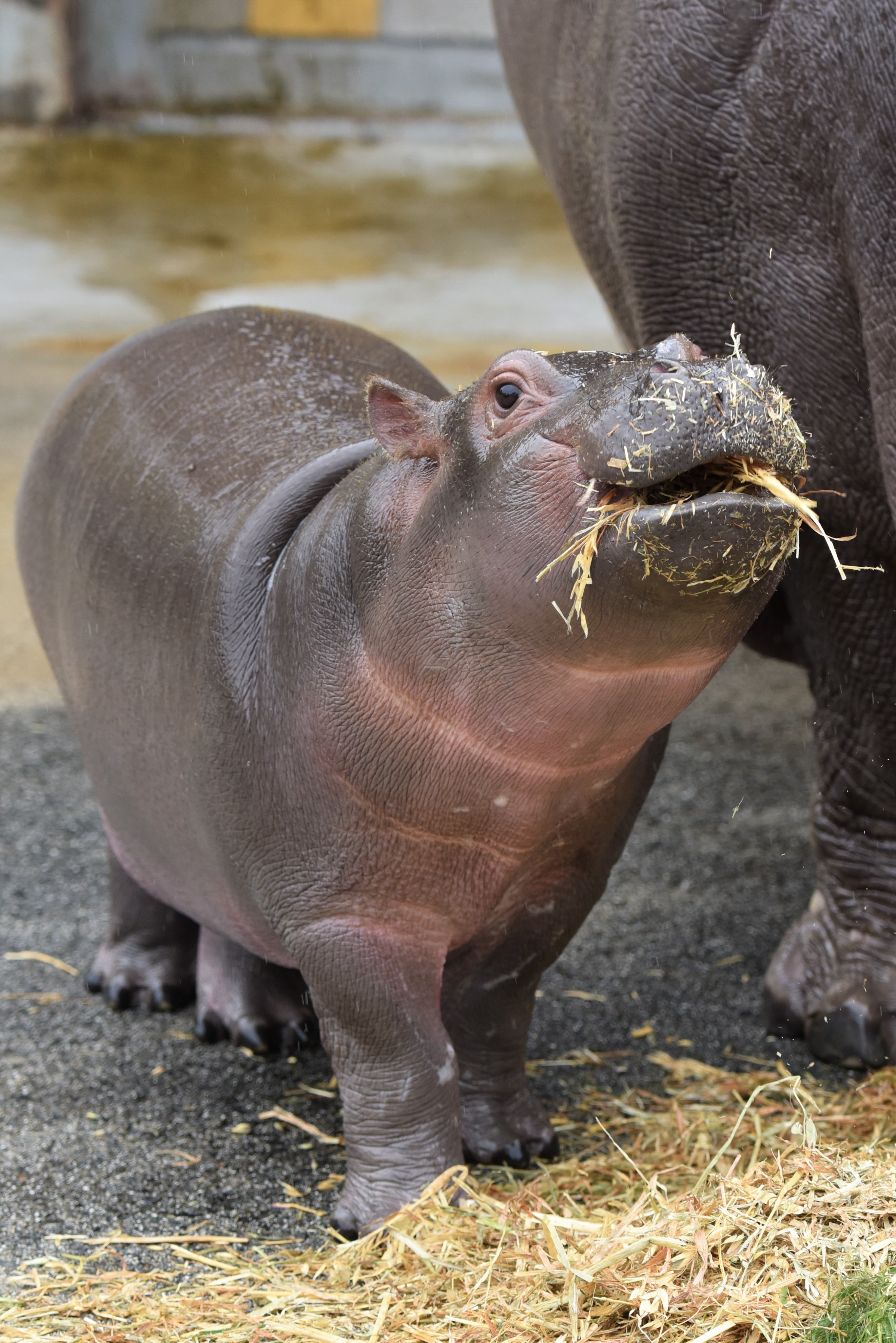 愛媛県立とべ動物園 公式 カバの赤ちゃん の個体情報 名前 まんぷく 生年月日 21年4月23日 性別 オス 体重 約50 推定 体長 90 6月末時点 体高 55 6月末時点 両親 父 ハグラー 母 ミミ 開園日は 屋内