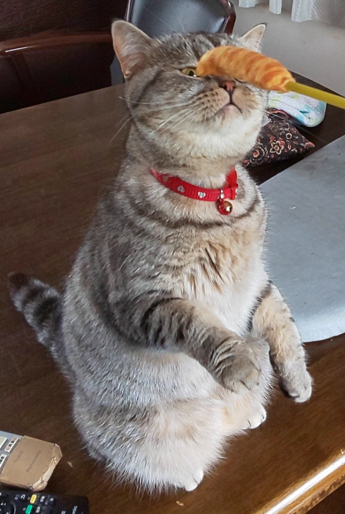 @hidekiccan うちのたまに荒ぶる猫。
たまにしか遊ばない猫。 