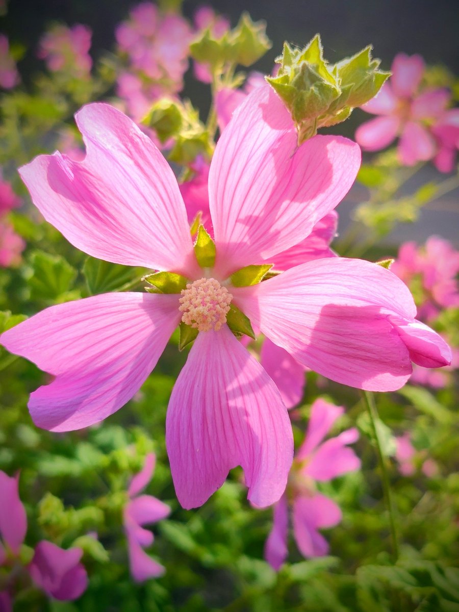 NeauraNightsong's tweet photo. Just a few #pretty #flowers 💐 from along a walk. 🌸🚶🏼‍♀️☀💕
#petals #plants #plantlife #wildflowers #ourdoors #photography #plantphotography #outdoorphotography #ottawa #canada #neaura https://t.co/bSrAsZyXZS