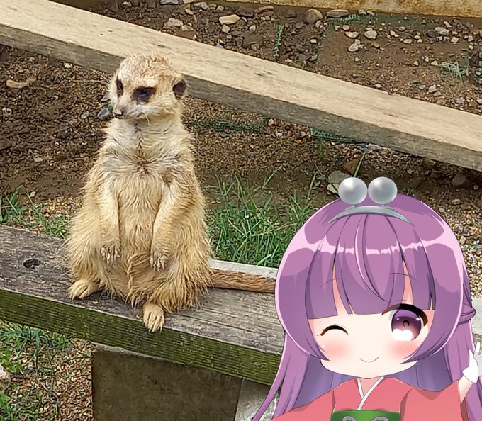 ミーアキャットのtwitterイラスト検索結果 ミーアキャットのtwitterイラスト検索結果