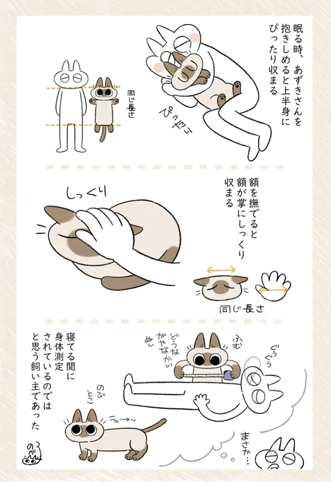 ねこちゃん飼い主に合わせて体を伸び縮みさせてる説 #シャム猫あずきさんは世界の中心 