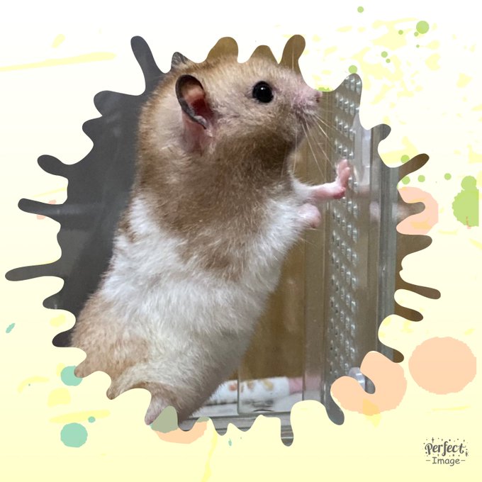 hamster_club's tweet photo. おハム～！土曜日★

お休みの方はスーパー銭湯に行くなんてどうでしょう？

https://t.co/p6PHbb8xfT

#ハムスター
#朝
