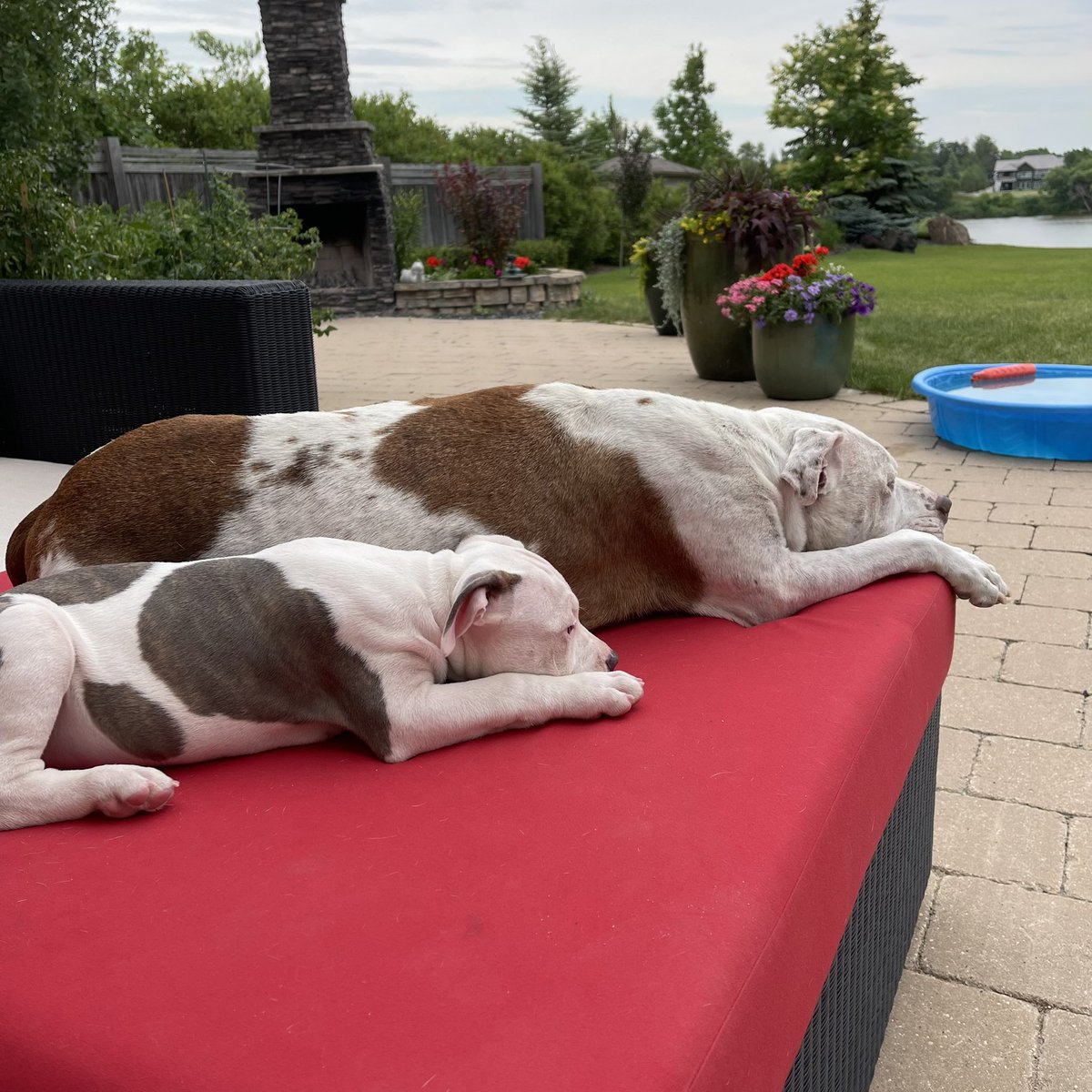 jane_endbsl's tweet photo. I just like my big brotha from another motha #alldogsareindividuals #wpgpoli #endbslmanitoba #breedmeitallaw #evidencebasedlaw #dogsatefamily #lovemydogs #sclence #stopdiscrimination #puppies #factsoverfear https://t.co/boYu7ibl5y