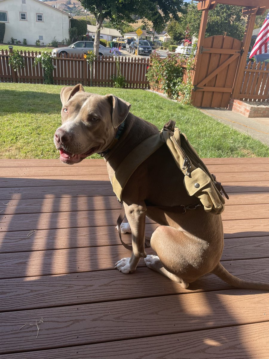 Hansen1396's tweet photo. Mocha Received her #boxdog today. She loves it, especially the handmade treats 😍 https://t.co/GzgGPVaPms