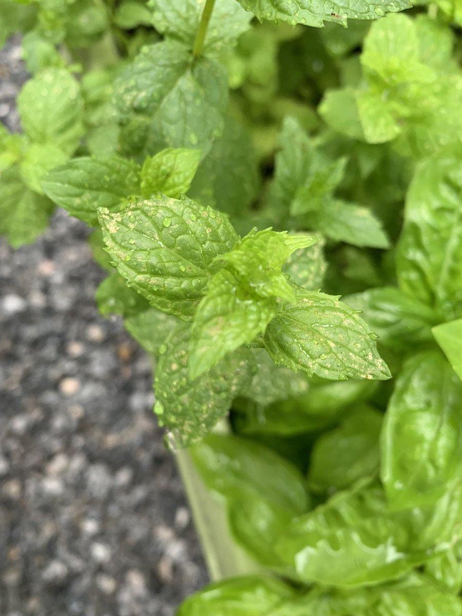ころ シソ はほっといても大丈夫って聞いたのに何者かに食い荒らされている バジルも然り あとミントの葉の白 黄色 の点々is何 写真4枚目の虫除け病気避けしてるけど雨だから流れちゃってるのかなぁ どうすればいいの たちけて ころ シソ はほっといても大丈夫って聞いたのに何者かに食い荒らされている バジルも然り あとミントの葉の白 黄色 の点々is何 写真4枚目の虫除け病気避けしてるけど雨だから流れちゃってるのかなぁ どうすればいいの たちけて