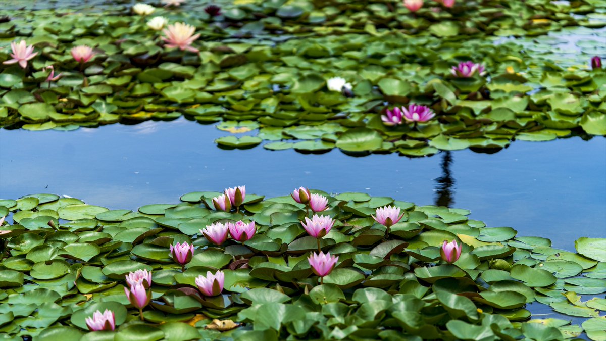 睡蓮色鮮やか　bright colors of waterlilies
#mizunomori #botanicalgarden #kusatsu #shiga #shigatoco #waterlily #tropicalwaterlily #睡蓮 #熱帯スイレン #みずの森 #みずの森水生植物園 #草津 #滋賀 #しがトコ