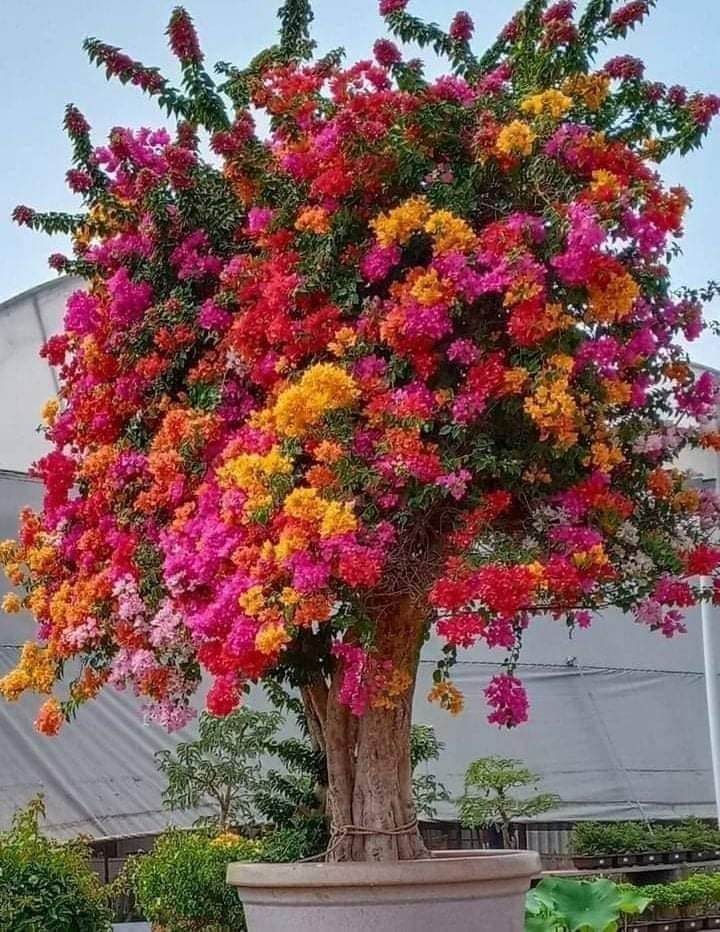 This is a Multi color Bouganvillea Tree