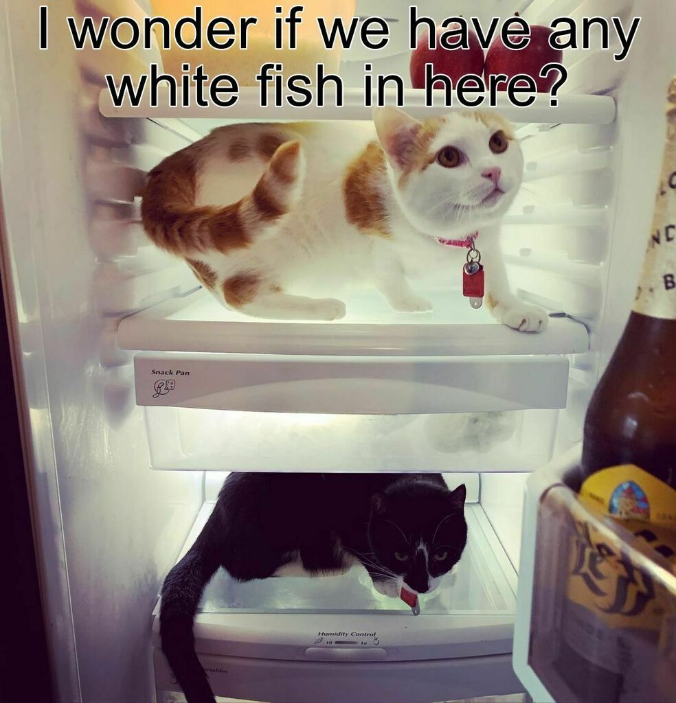KitNipBox's tweet photo. Do you see any treats up there?🐟 #FridgeCat #KitNipBox ⠀
⠀
[via Instagram | @tails_of_rooroo_and_momo] https://t.co/Q4YepZQI7T https://t.co/jXgD6vLn83