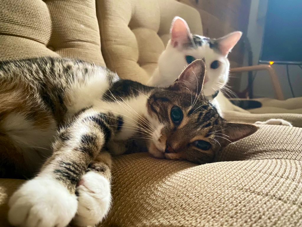 rinmomo_bros's tweet photo. おはようございます☔️
今日は人も猫も家でまったりDAYです🐱🐱 https://t.co/5vpn0I8fAE