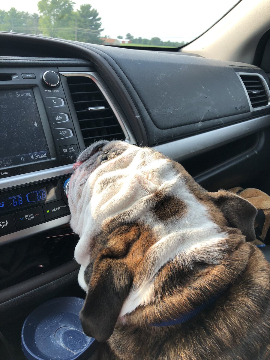 Went on vacation to the beach. Didn’t actually see the beach myself. but I did ride shotgun the whole way and blessed everyone in back with my stinky breath. 🌬🤢