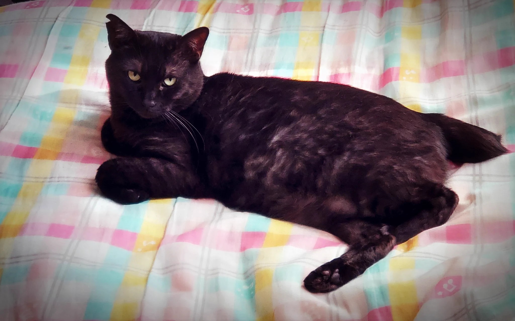 @hidekiccan 我が愛猫も同じようなとこある。ニャーニャー大騒ぎして呼びつけておいて、こちらが反応して返事しながら近づくと走って逃げて、微妙な距離を保ちつつ背中を向けます(笑) 