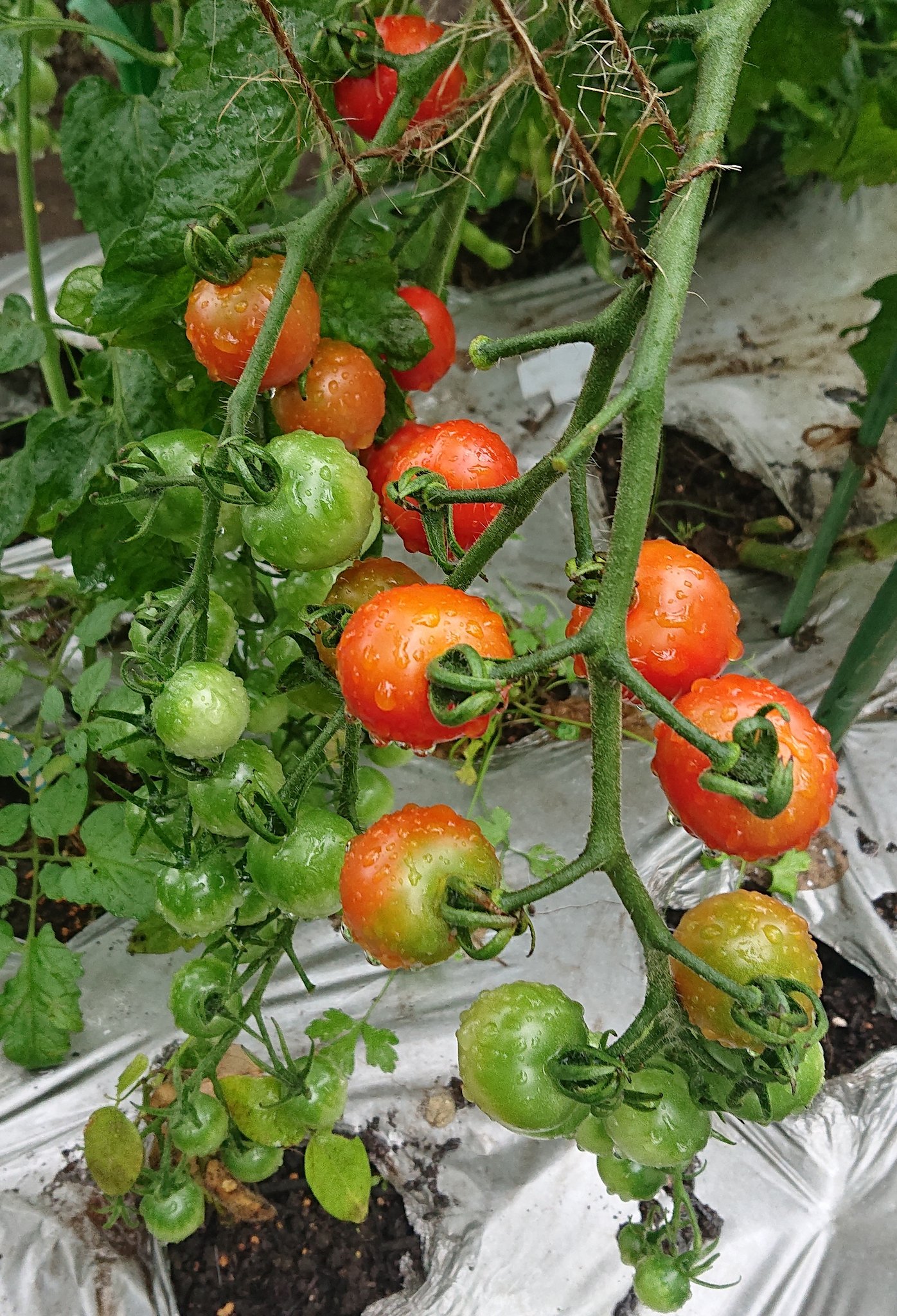 Tama 家庭菜園 ミニトマト 雨ですが収穫に行ってきました 家庭菜園 世田谷 ミニトマト T Co Pxew9nrceq Twitter