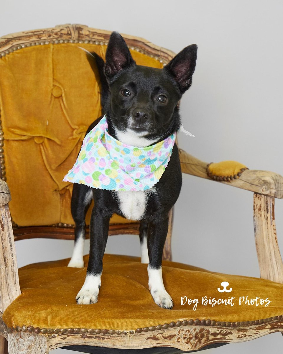 baseball_kay's tweet photo. Hey twits, need your help! @jerrybirdwell says that we can meet this @PawsintheCity dog if I get 100 likes (&amp; he hasn’t been adopted yet)!!! https://t.co/ffyd9fFXwz