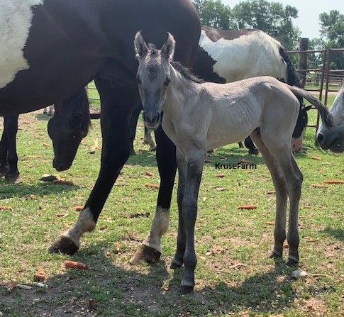 Meet Bonita - grullo filly. She was just born this morning.  <a href="/CircleEquine/">EquineCircle</a> <a href="/farm_kruse/">KruseFarm</a> <a href="/CircleGallop/">GallopCircle</a>   KruseFarm.com