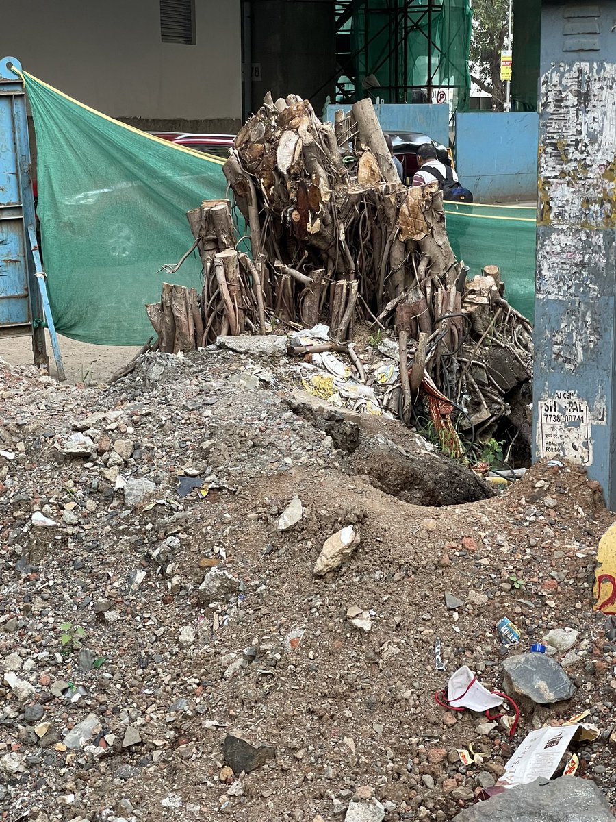 Vaishali Shroff (@vaishaliwrites) on Twitter photo This lovely peepal tree was hacked by #mmrc for the construction of the metro station on Andheri New Link Road.
<a href="/mybmc/">माझी Mumbai, आपली BMC</a> <a href="/mybmcwardKW/">Ward KW BMC</a> can you please look into this? Can this tree be transplanted to Aarey where <a href="/Youthforaarey/">Youth for Aarey</a> are doing amazing job of planting and replanting trees? This lovely peepal tree was hacked by #mmrc for the construction of the metro station on Andheri New Link Road.
<a href="/mybmc/">माझी Mumbai, आपली BMC</a> <a href="/mybmcwardKW/">Ward KW BMC</a> can you please look into this? Can this tree be transplanted to Aarey where <a href="/Youthforaarey/">Youth for Aarey</a> are doing amazing job of planting and replanting trees?