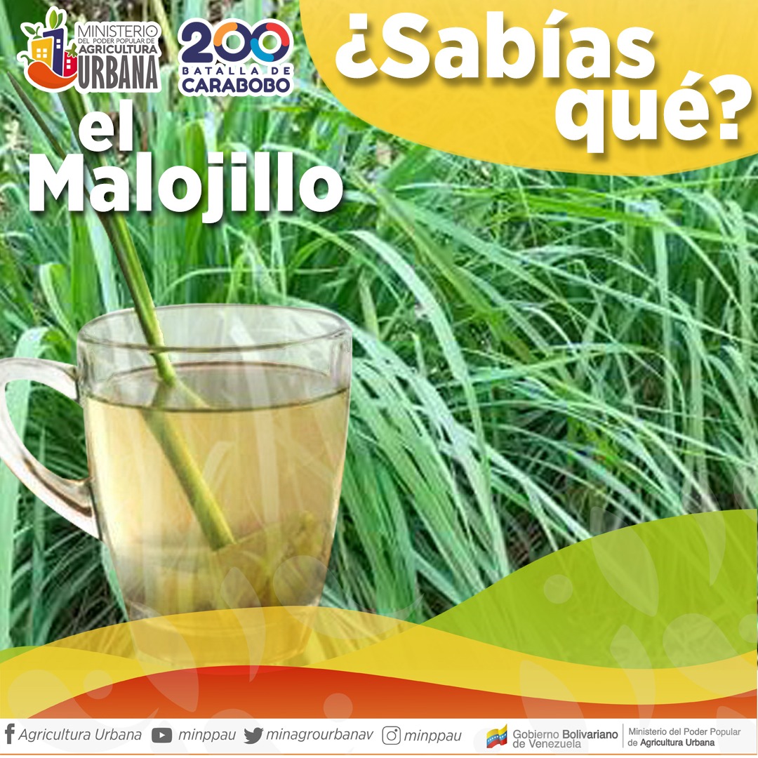 #SabíasQué | El Malojillo, conocido también como zacate de limón, es una planta medicinal que posee un aroma semejante al limón cuando sus hojas son cortadas y puede ser utilizada en el tratamiento de diversas enfermedades.
#FirmezaPatriótica