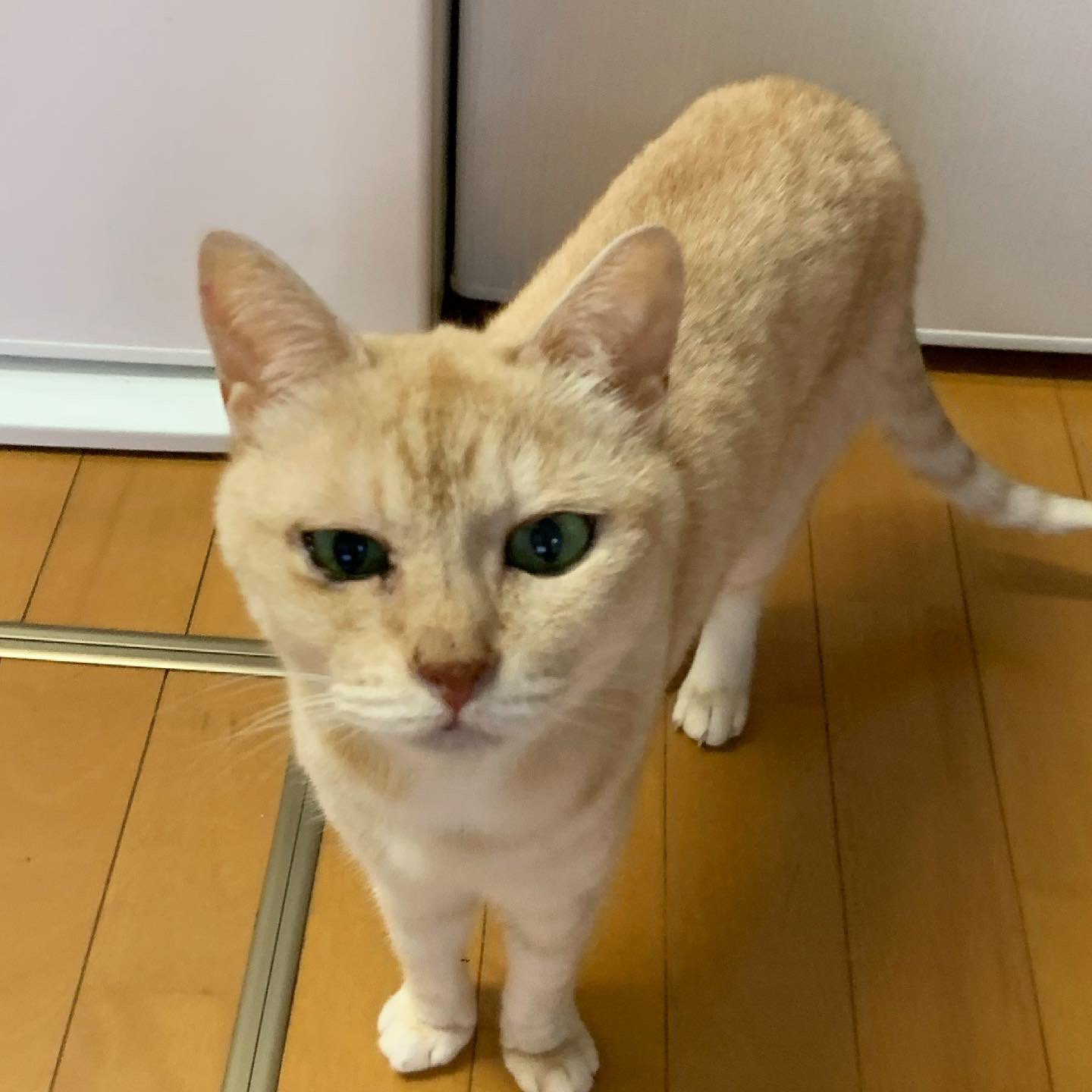 にゃん玉猫のおぼうし ブラック | doodl