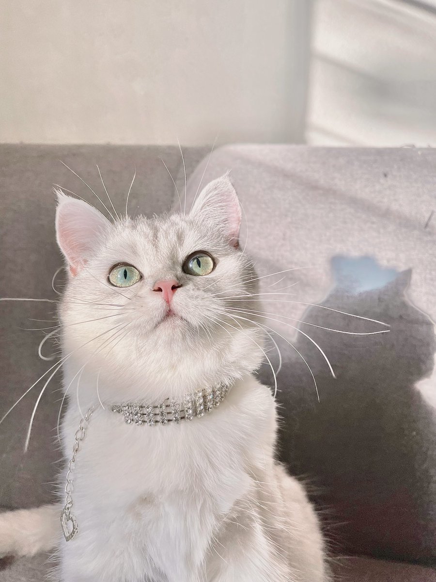 catcartierla's tweet image. ถ้าวันไหนที่เธอล้ม
แสดงว่าเธอสะดุดความน่ารักของเรา💕 

#แมว #แมวมาTalk #แมวหาบ้าน #cat #cat #แมวน่ารัก  #แคปชั่นอ่อย #แคปชั่น #แคปชั่นกวนตีน