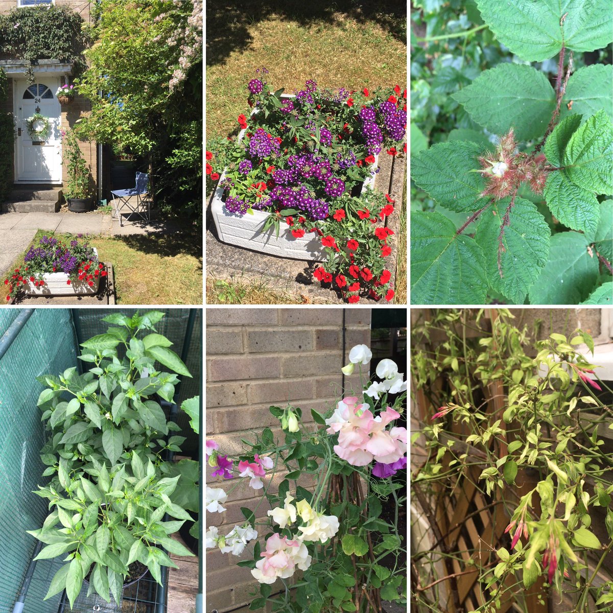Jan_Lentzos's tweet photo. #SixOnSaturday #InMyGarden #BeeFriendly #WildlifeGarden #SittingInMyGarden #July #Garden #SummerFlowers #GardenJoy #FlowerContainer #RedFlowers #PurpleFlowers #JapaneseWineberry #ChilliPlants #WhiteFlowers #InOurGreenhouse #SweetPeas #ByMyDoor #Jasmine #Flowering #UnderMyWindow https://t.co/U0hTRbkHIp