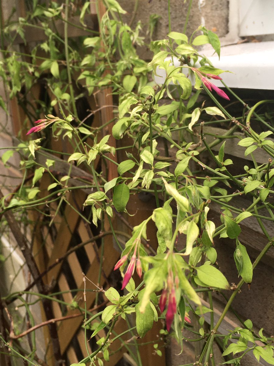 Jan_Lentzos's tweet photo. #SixOnSaturday #InMyGarden #BeeFriendly #WildlifeGarden #SittingInMyGarden #July #Garden #SummerFlowers #GardenJoy #FlowerContainer #RedFlowers #PurpleFlowers #JapaneseWineberry #ChilliPlants #WhiteFlowers #InOurGreenhouse #SweetPeas #ByMyDoor #Jasmine #Flowering #UnderMyWindow https://t.co/U0hTRbkHIp